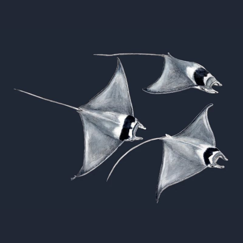 Manta ray - Raie blanket - rays devil fish blanket
