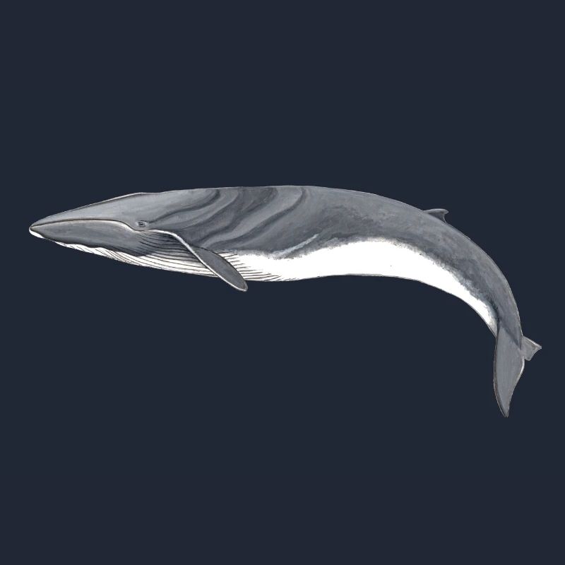rorquals - rorqual - rorqual commun