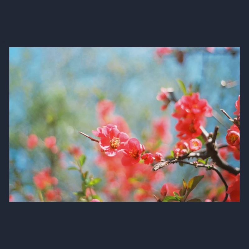 Spring buds