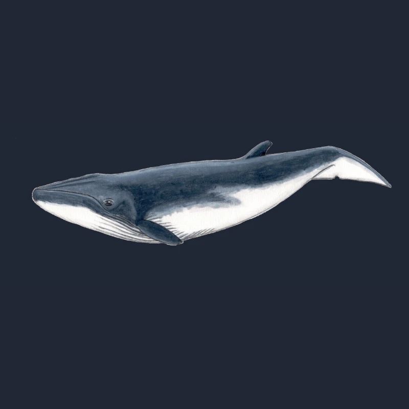 baleine Bebe Bryde - Bébé Baleine