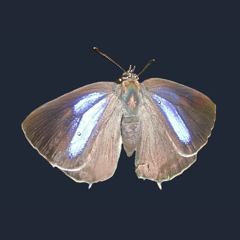 Blauer Eichen-Zipfelfalter