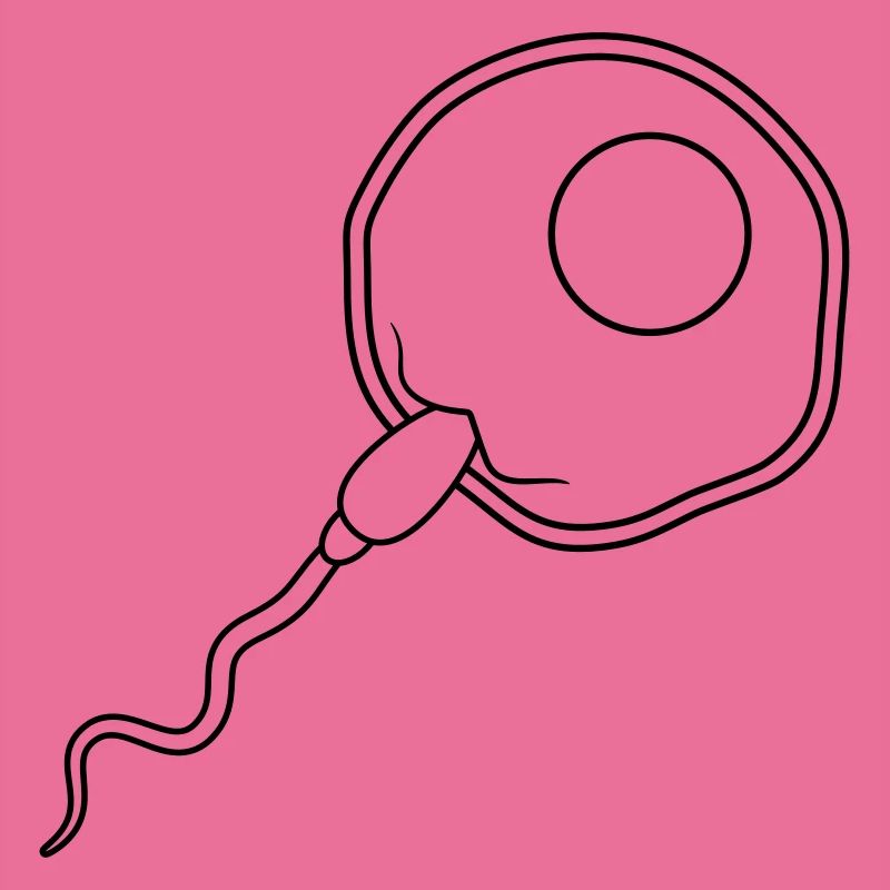 fertilization egg insemination egg sperm sperm