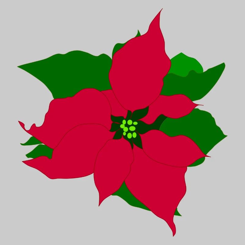 Weihnachtsstern
