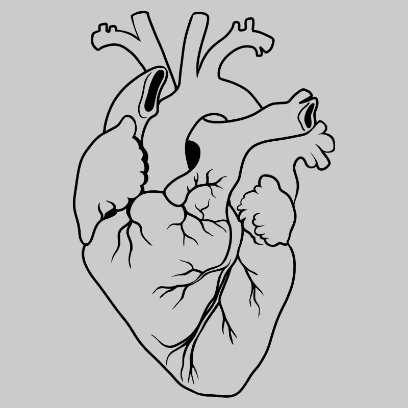 Herz anatomisch