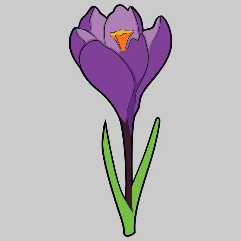 Crocus crocus