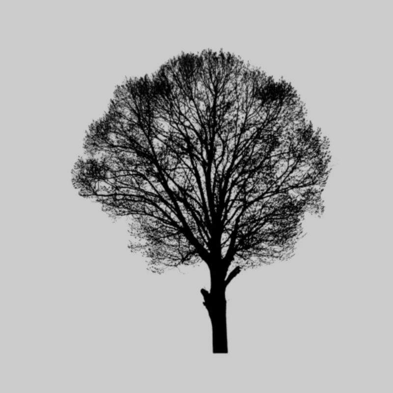 Baum