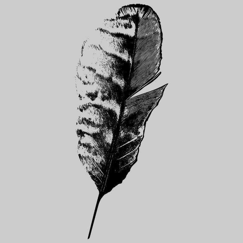 Feder Schreibfeder