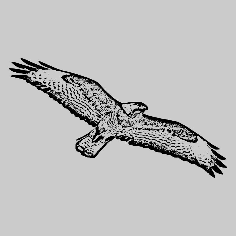 Oiseau de proie buse buzzard oiseau