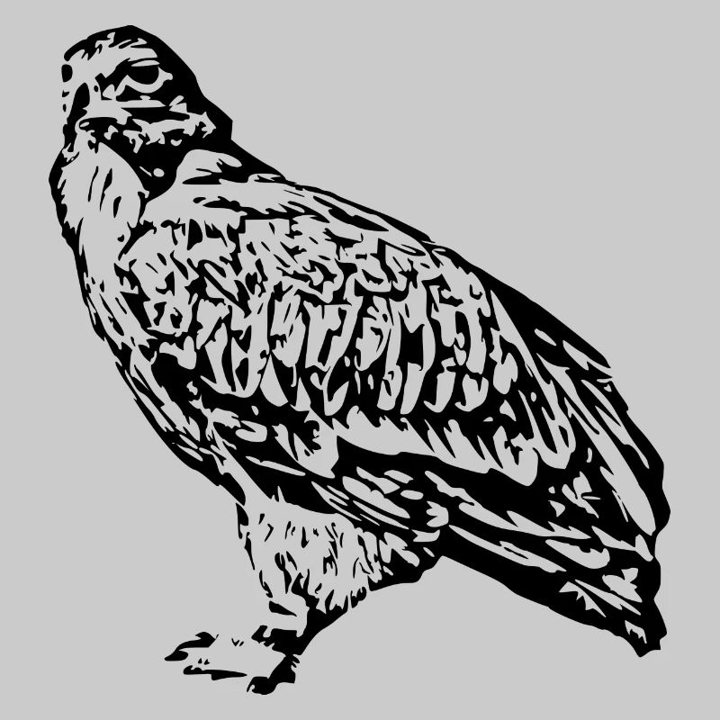 Falchi Uccelli Uccelli