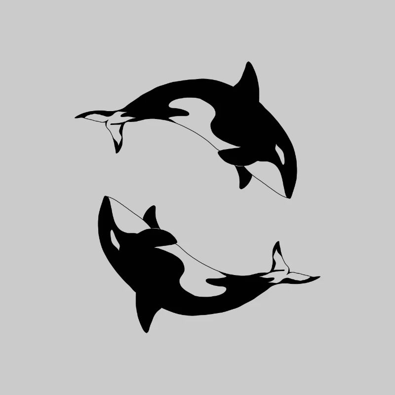 Schwertwal Orcinus orca
