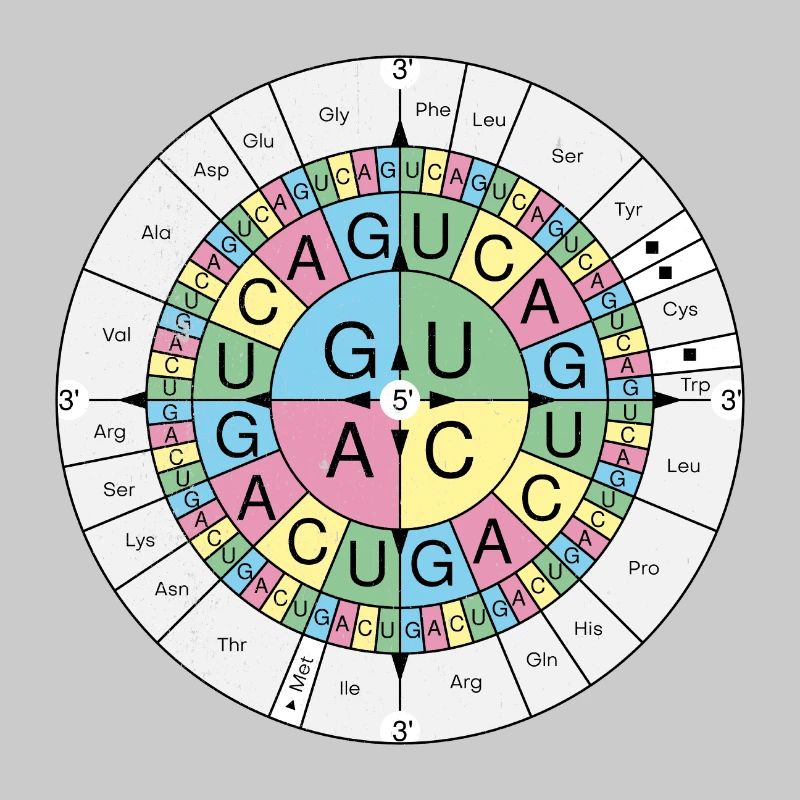 Biochimie RNA Codon Code Sun Grunge Look