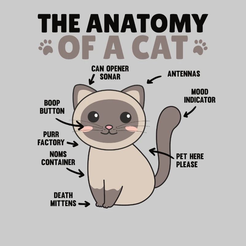 l’anatomie d’un chat explication d’un chat
