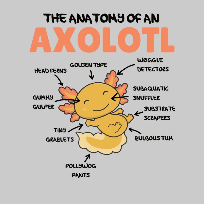 Axolotl Explication Anatomie d’un Axolotl