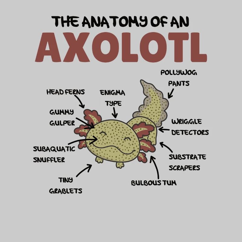 Axolotl Explication Anatomie d’un Axolotl