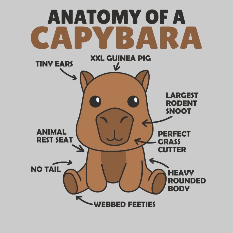 Explication du capybara doux Anatomie d’un capybara