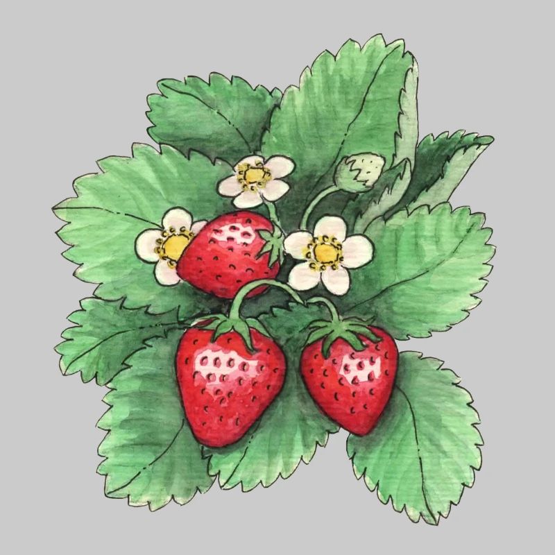 Erdbeeren