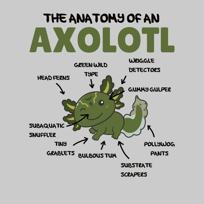 Axolotl Explication Anatomie d’un Axolotl
