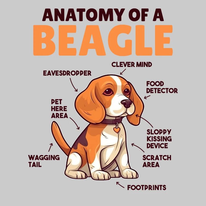 Explication du chien Anatomie d’un beagle