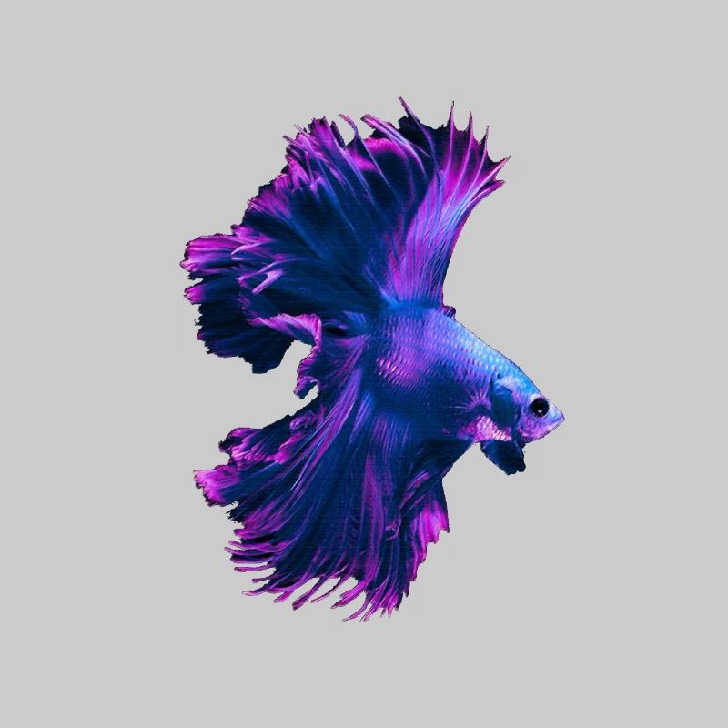 Betta Splendens Betta's Siamese Fighting Fish