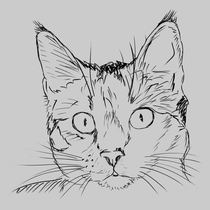 Cat drawing