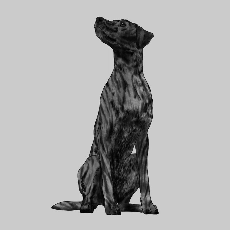 Sitzender Plott Hound Hund