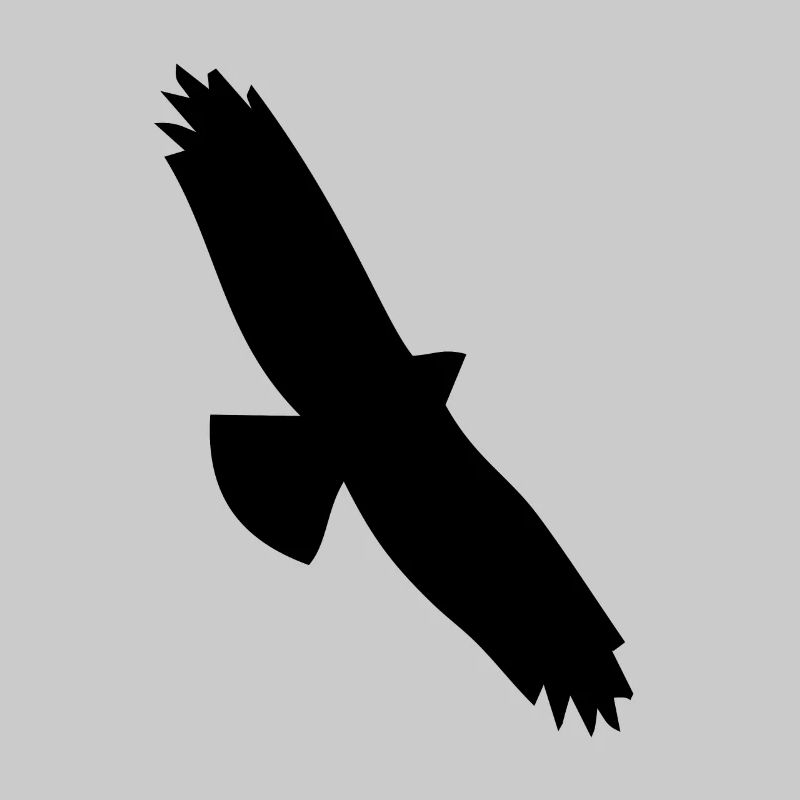 Bird Eagle Birds Fly