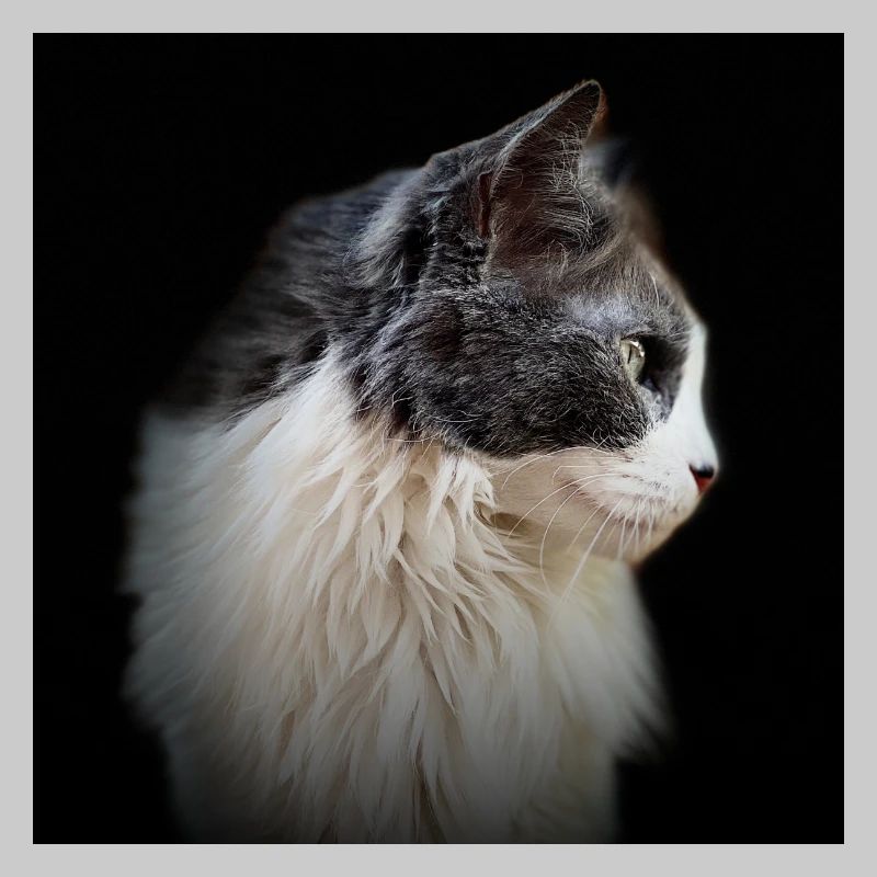 Profil d’un chat regardant vers l’inconnu