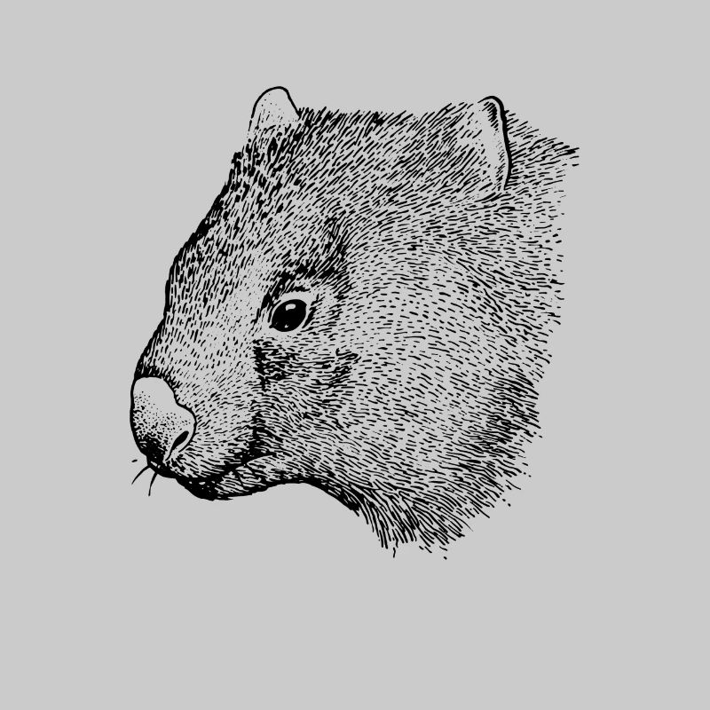 dessin du wombat