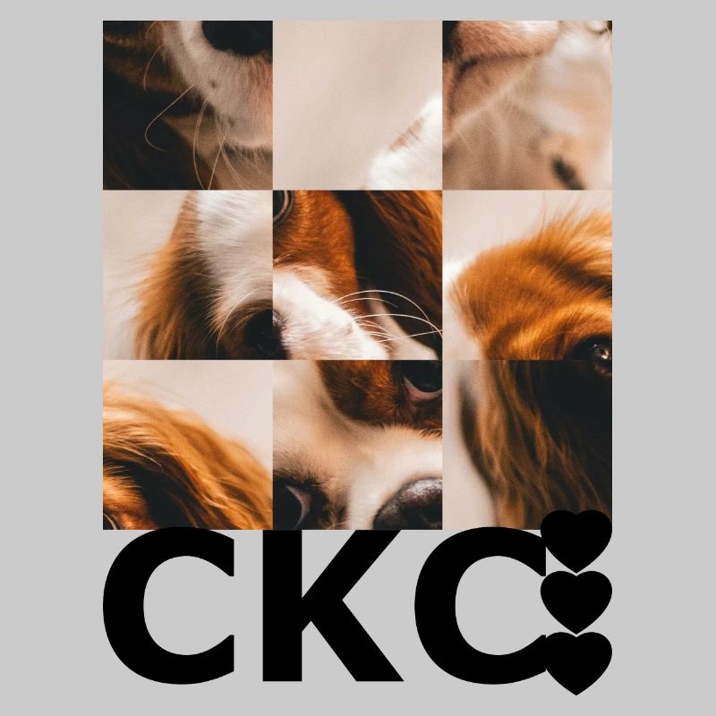 Cavalier King Charles