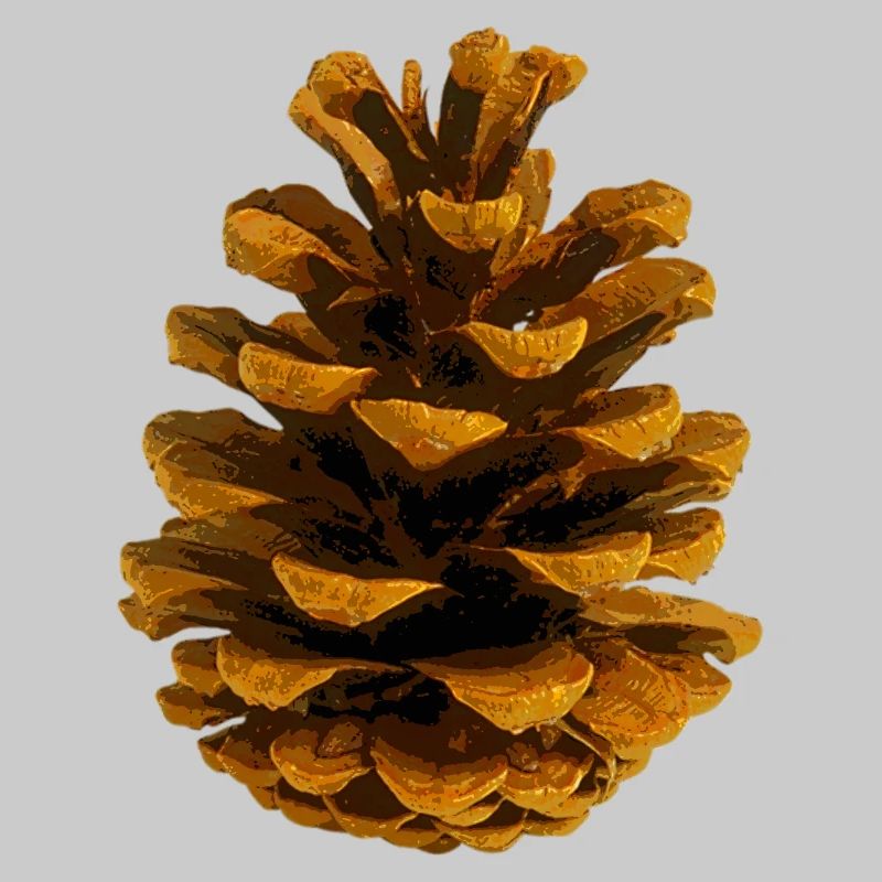 Pine cone