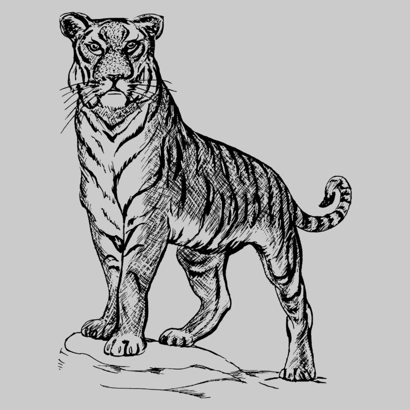 Tiger black and withe