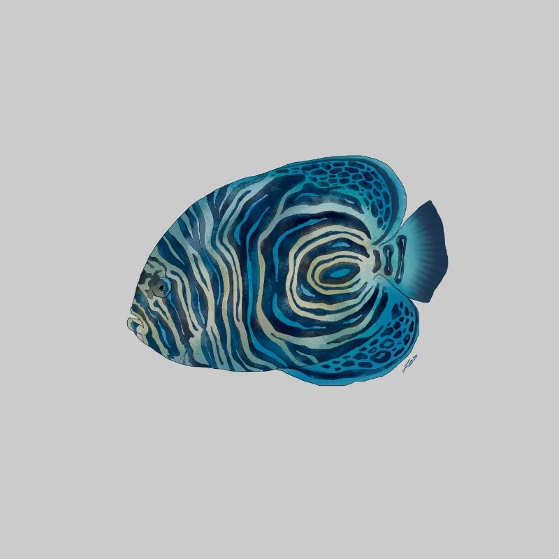 Juveniler Pomacanthus-Imperator