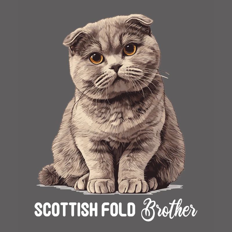 Scottish Fold Kätzchen Scottish Fold Katze