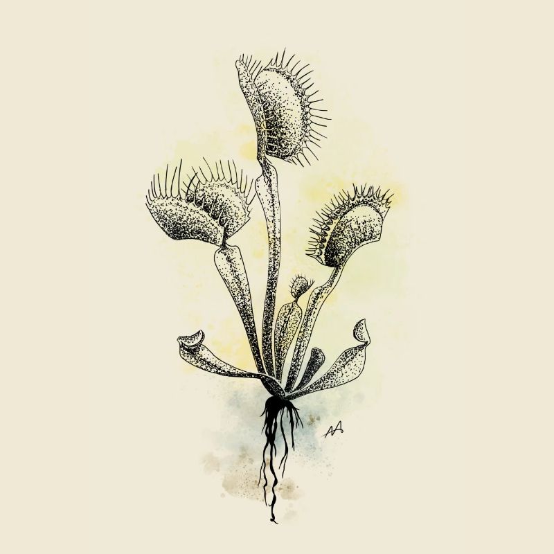 Venus flytrap