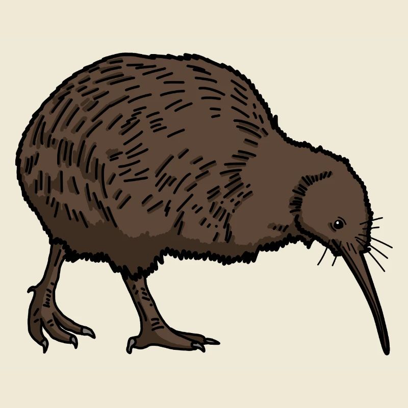 Kiwi Oiseau