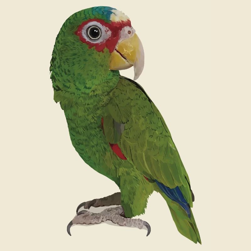 The white-fronted parrot