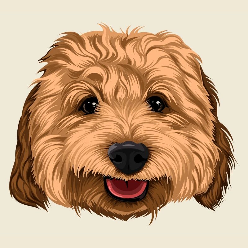 Joyeux Cockapoo