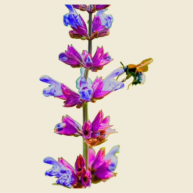 Bumblebee sucks nectar