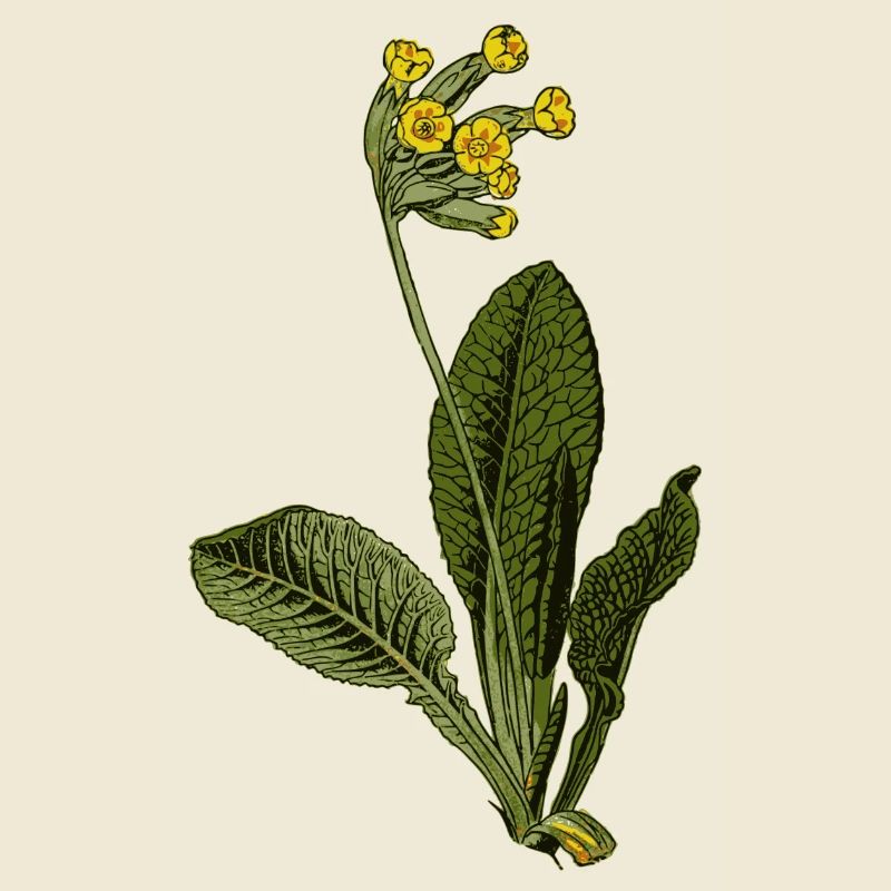 Primula veris