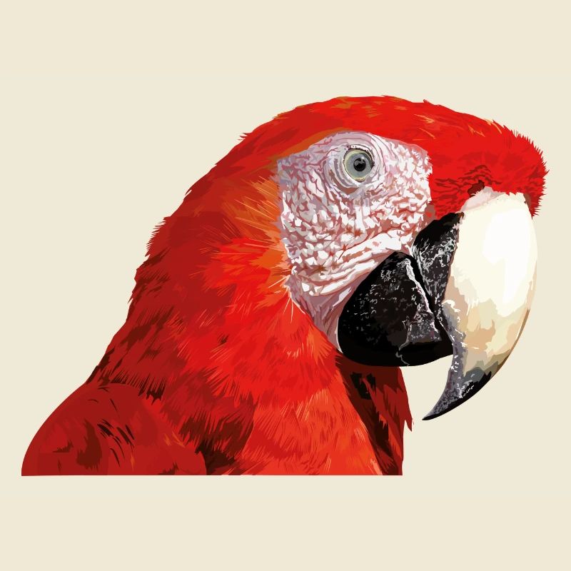 Red macaw