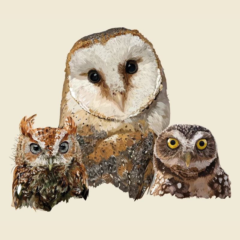 Scops Eule, kleine Eule und Eule