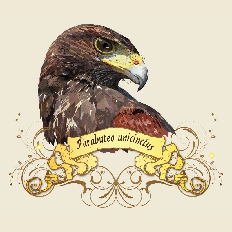 harris hawk