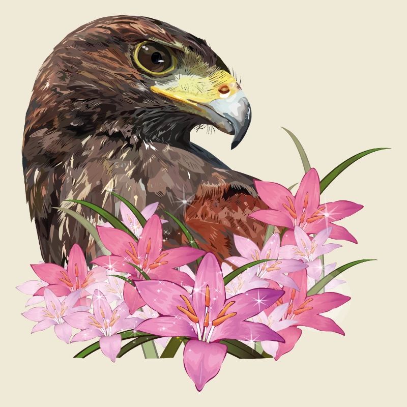 harris hawk
