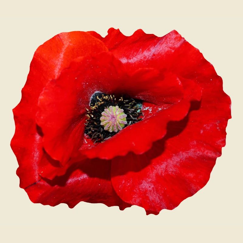 Mohn
