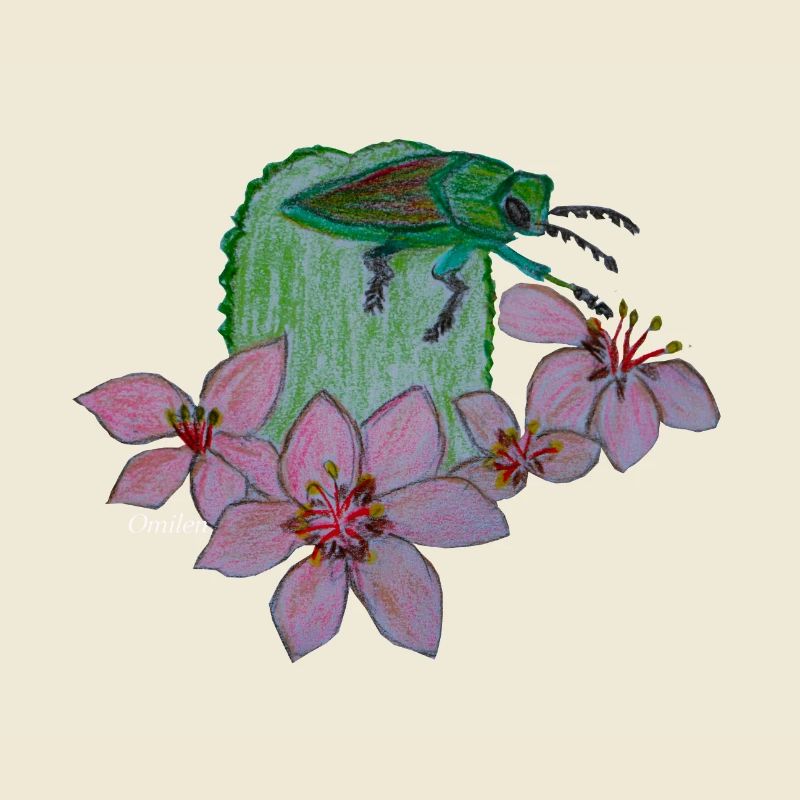 Jewel bug