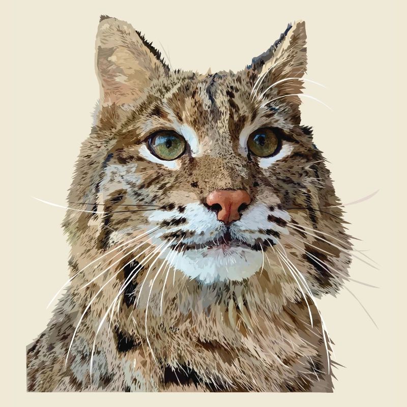 Lynx
