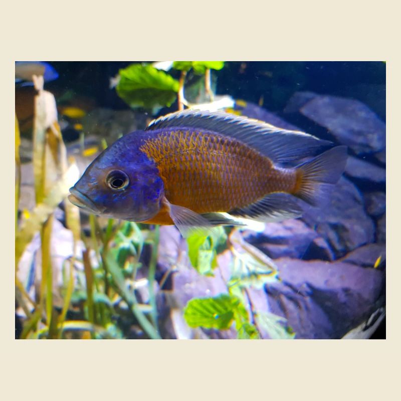 Copadichromis borleyi Buntbarsch