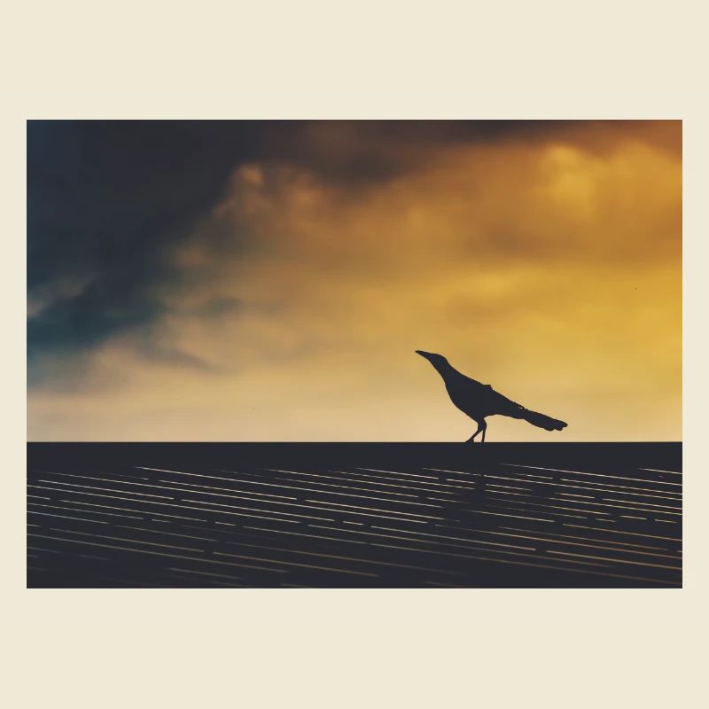 Crow exploring