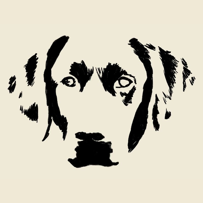Junger Labrador Retriever in der Frontansicht