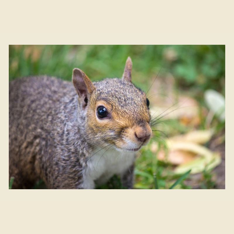 Grey squirrel (in german Grauhörnchen) Sciurus